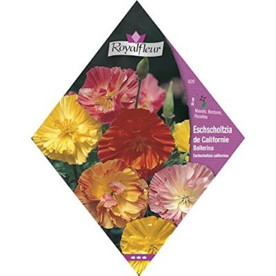 Royalfleur Pfrv00620 Graines De Eschscholzia De Californie Ballerina