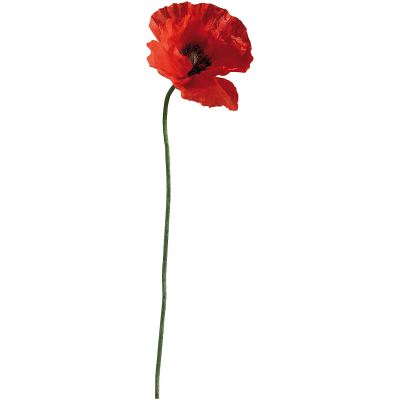 PLAGE Sticker Décor mural adhésif 3XL - Coquelicot169 x 57,5 cm