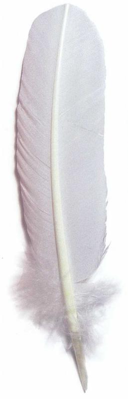 Herbin - Plumes d'oie taillées 28cm - Blanc