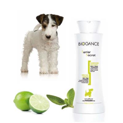 Shampooing Terrier Secret