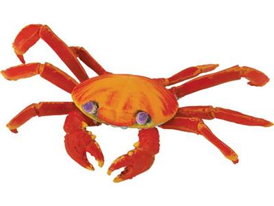 SAFARI - Crabe des galapagos