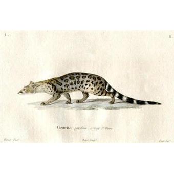 pardina pardine] [études zoologiques, geoffroy saint