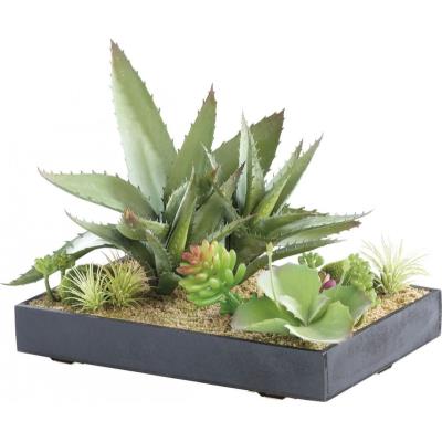 Tableau végétal avec cadre - Succulentes - 30 x 20 cm