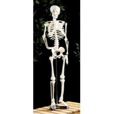 Squelette articulé 85 CM