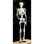 MGM - Explora - Anatomie torse humain - Expérience anatomie - Cdiscount  Jeux - Jouets