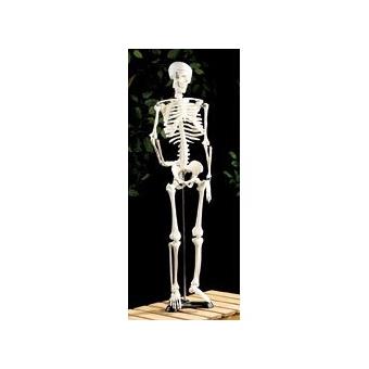 Jago® Modèle Anatomique du Squelette Humain - 181,5 cm, Grandeur