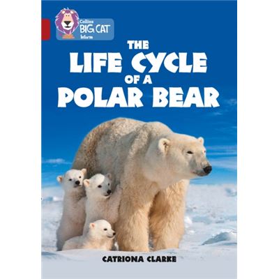 Life Cycle Of A Polar Bear Band 14Ruby