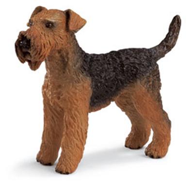 16336 Airedale terrier