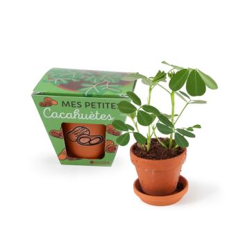 pot-de-cacahu-tes-faire-pousser-jardinage-achat-prix-fnac