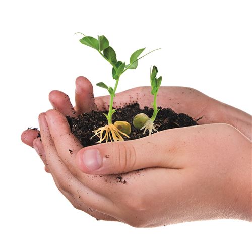 Clementoni Science & Jeu Ecosphère Biosphère Kit - Terrarium Plantes pour Enfants - Kit d'Expérimentation STEM - Boîte d'Expérimentation - Dès 8 Ans