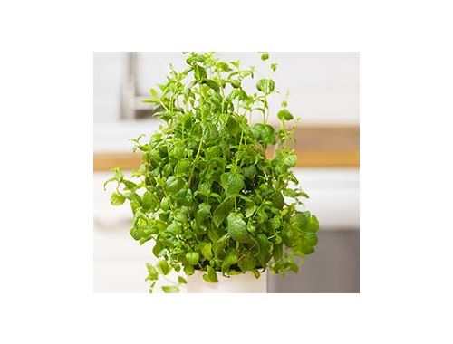 Capsule Prêt à Pousser Menthe Marocaine
