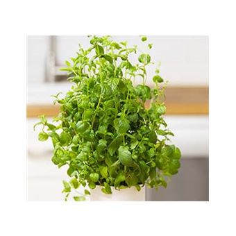 Recharge De Jardin D'intérieur VERITABLE – Menthe Marocaine BIO – NEUVE