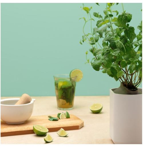 Capsule de menthe verte Prêt à Pousser