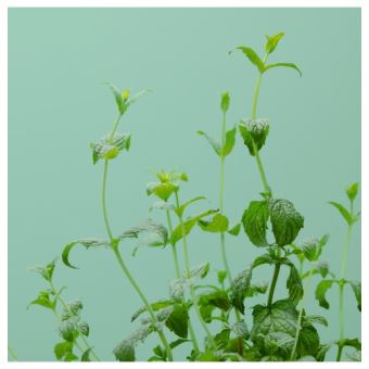 Capsule de menthe verte Prêt à Pousser