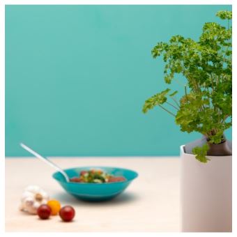 Capsule de persil frisé Prêt à Pousser