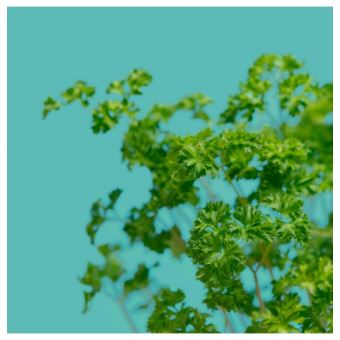 Capsule de persil frisé Prêt à Pousser