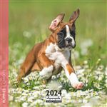 Calendrier Pictura 2024 30 x 30 cm Chiots