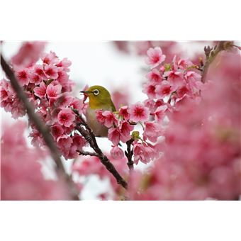 Objectif zoom Hybride Canon RF 75-300mm F4-5.6 Noir pour Monture Canon R / RF Hybride
