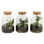 Arrangement de plantes d'intérieur Directplant Terrarium D19