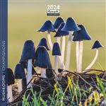 Calendrier Pictura 2024 16 x 16 cm Champignons