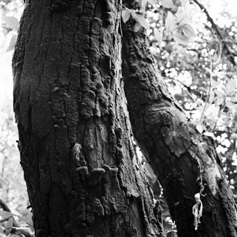 Pellicule Rollei RPX 25 135 36 poses Noir et Blanc