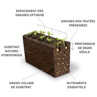 Lingot® Veritable Basilic mammouth