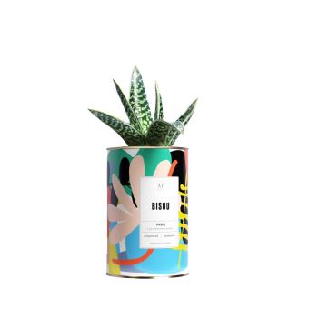 Cactus Ay cactus Bisou Multicolore 9.5 x 9.5 x 19 cm