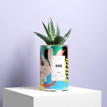 Cactus Ay cactus Bisou Multicolore 9.5 x 9.5 x 19 cm