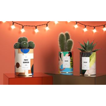 Cactus Ay cactus Bisou Multicolore 9.5 x 9.5 x 19 cm