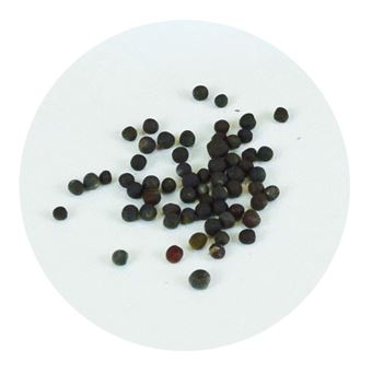 Peluche Jemini Silence ça pousse Collectionne tes amis du jardin Modèle aléatoire