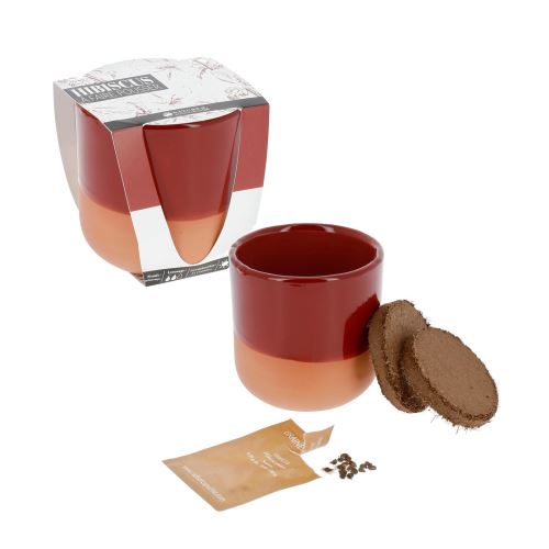 Hibiscus à faire pousser