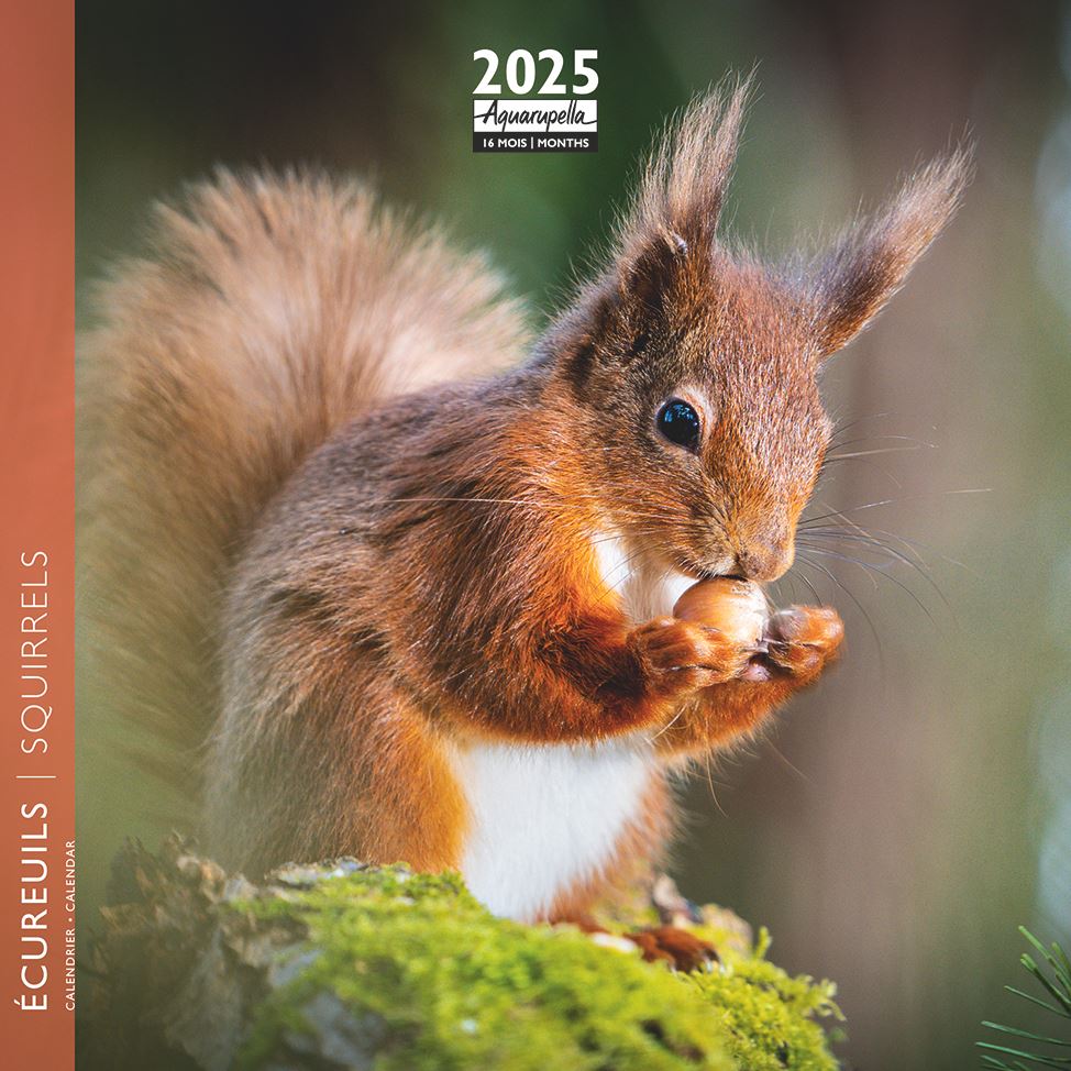 Calendrier De L'Avent Écureuil 2025 - 24 Pendentifs Mignons à Suspendre - Décoration Familliale Pour Noël