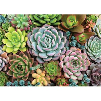 Puzzle LetterBox Peter Pauper Succulent 1000 pièces 50 x 70 cm