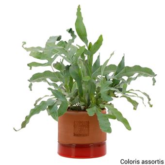 Plantes graines et bulbes – achat Plantes graines et bulbes avec la Fnac