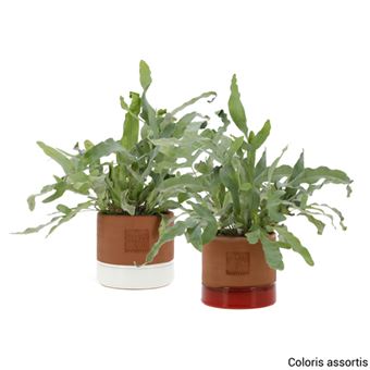 Plante Phlebodium en pot