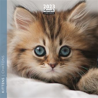 CALENDRIER 2023 16X16 CHATONS