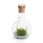 Fiole ronde Inplanta avec plante Drosera