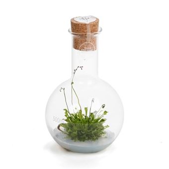 Fiole ronde Inplanta avec plante Drosera