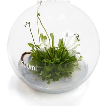 Fiole ronde Inplanta avec plante Drosera