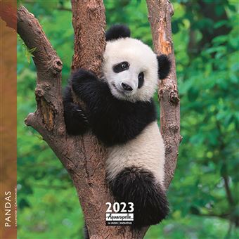 CALENDRIER 2023 16X16 PANDAS