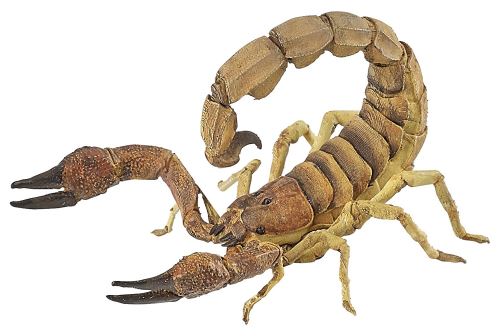 Papo Figurine Scorpion