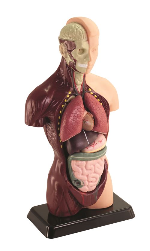 Achetez Jeu Éducatif Educa Apprendre le corps humain en s'amusant -  Découverte Anatomique pour Enfants dès 4 ans