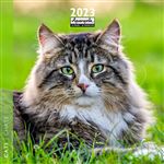 CALENDRIER 2023 30X30 CHATS