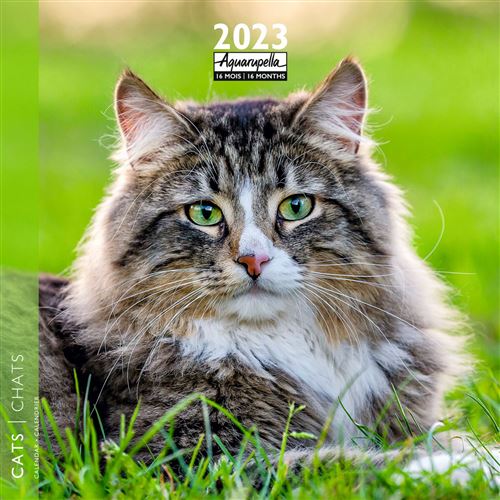 CALENDRIER 2023 30X30 CHATS