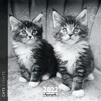 Calendrier Pictura 2022 Chats 30 x 30 cm Noir et Blanc