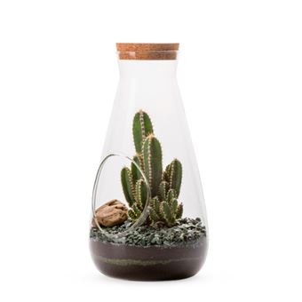 Terrarium Cactus Naturalys