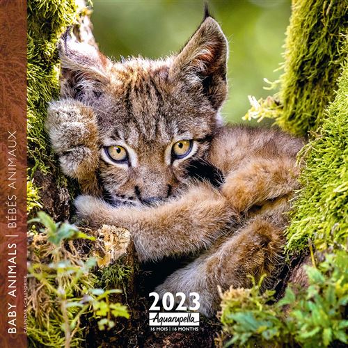 CALENDRIER 2023 30X30 BEBES ANIMAUX