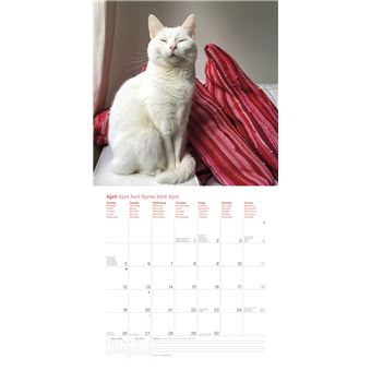 Calendrier TeNeues Zappa le chat 2021 30 x 30 cm