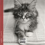 CALENDRIER 2023 16X16 CHATS NOIR ET BLANC