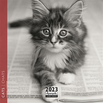 CALENDRIER 2023 16X16 CHATS NOIR ET BLANC